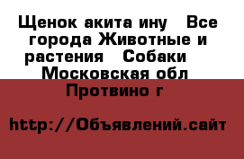 Щенок акита ину - Все города Животные и растения » Собаки   . Московская обл.,Протвино г.